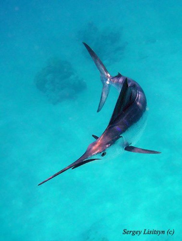Марлин. фото превью