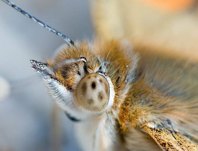 бабочка, Simeon Kolev