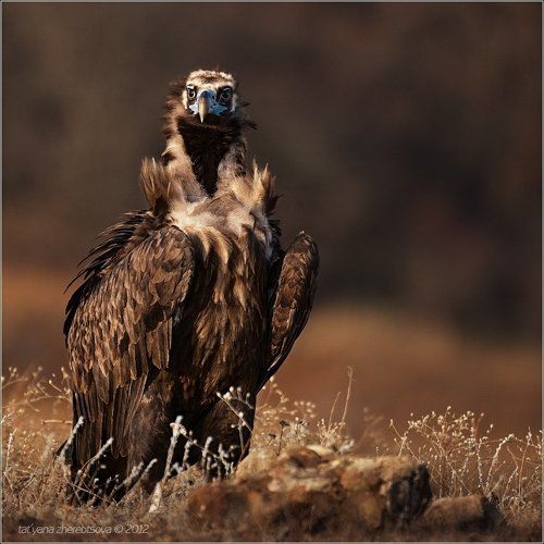 Сладкая парочка