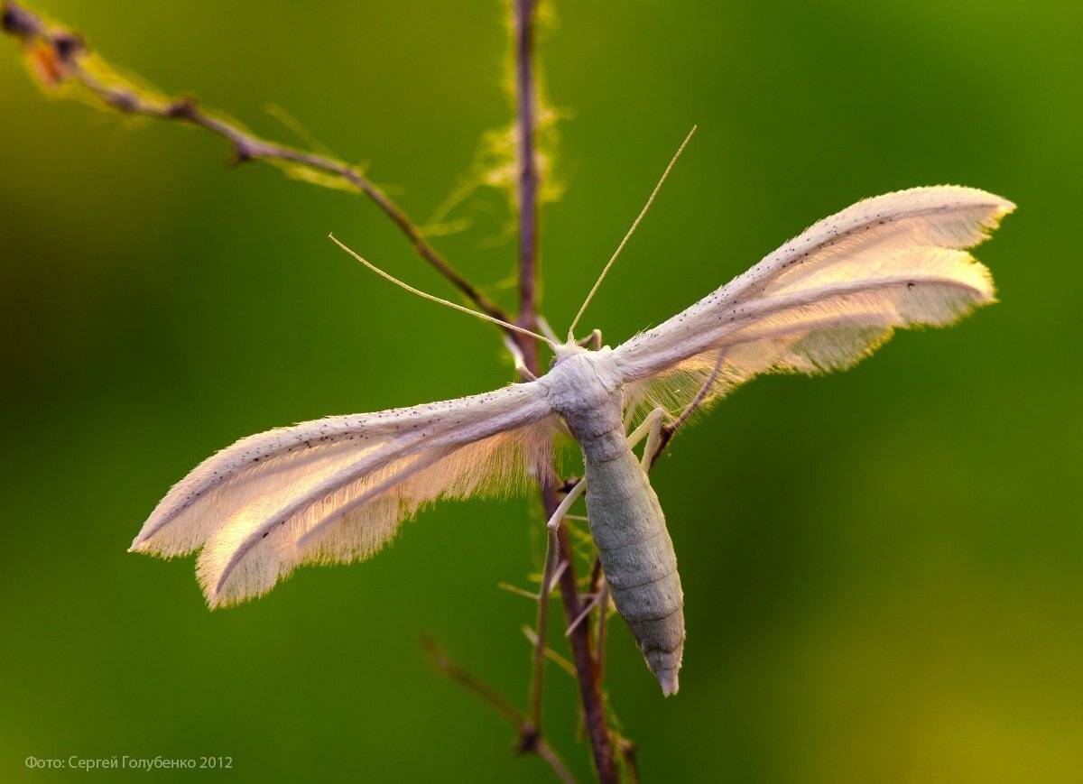 пальцекрылка, Сергей Голубенко