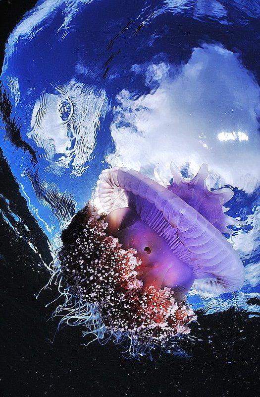 Philippines. Mactan. Jelly Fish. фото превью