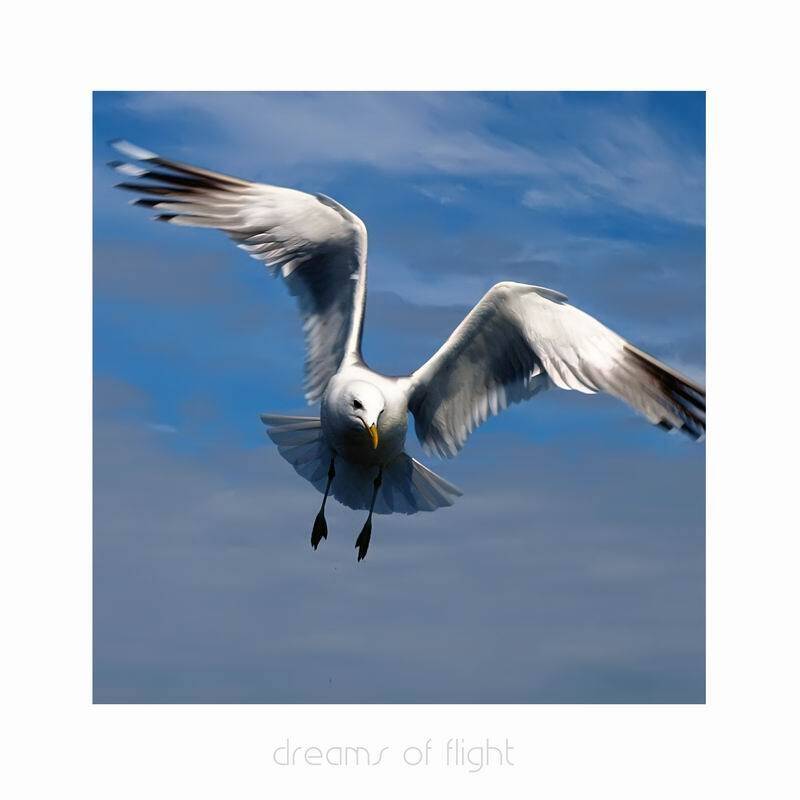 животные, птицы, самолёт, небо, музыка, николай дмитрук