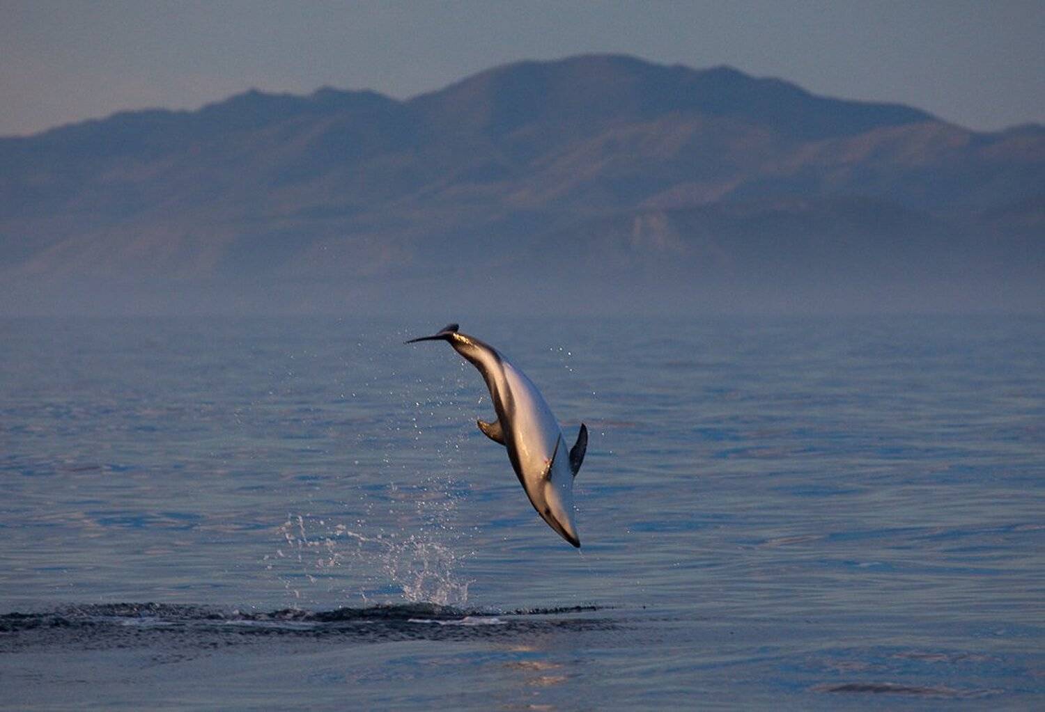 , Надежда Звягина / New Zealand