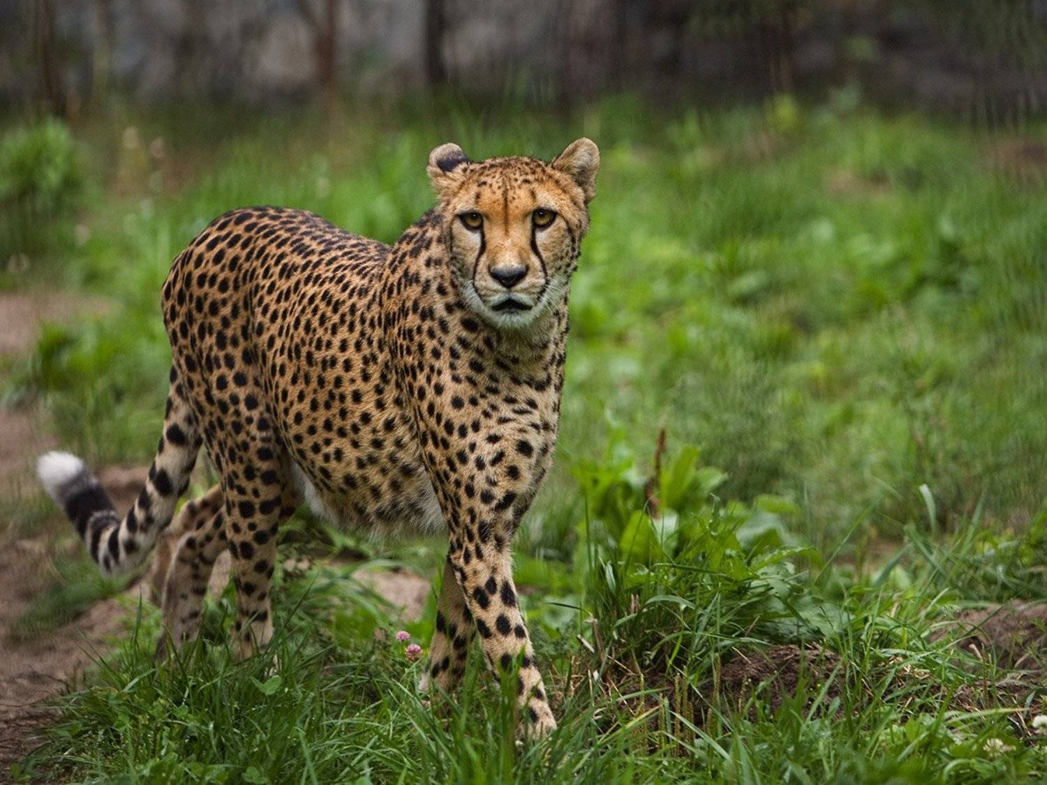 животные,кошки,дикие,гепард,yuart, Юрий Ефимовский