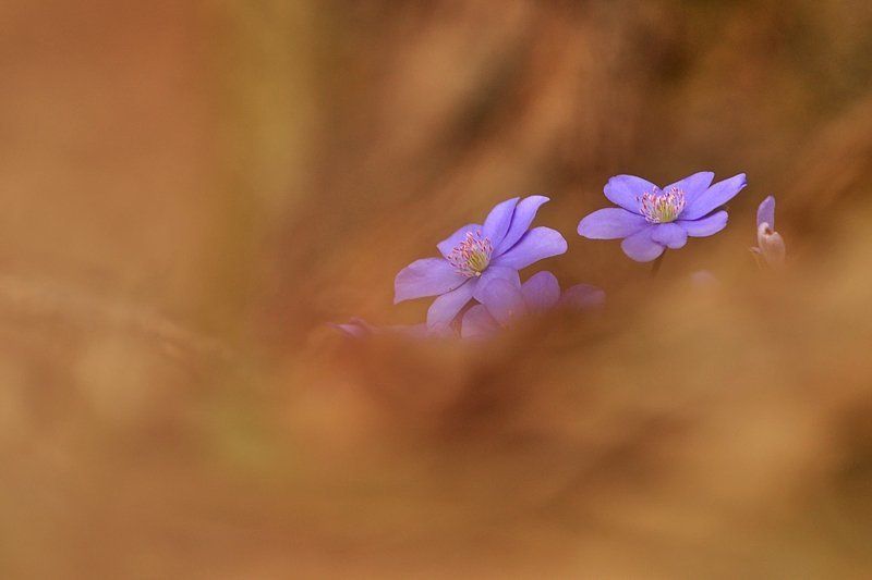 **** фото превью