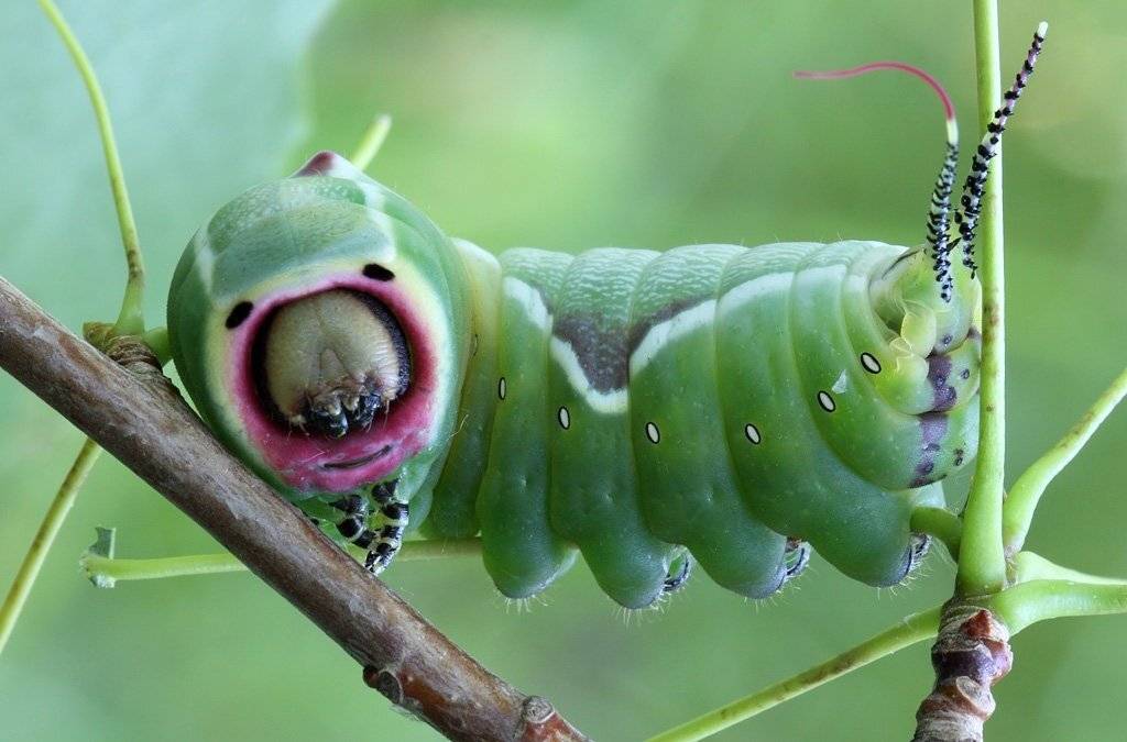 , Сергей Таланов