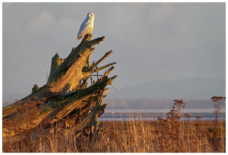 Сижу высоко, вижу далеко... фото превью