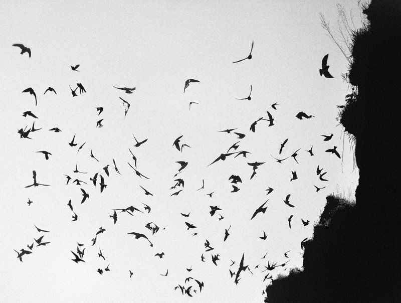 Чёрный Ноябрь фото превью