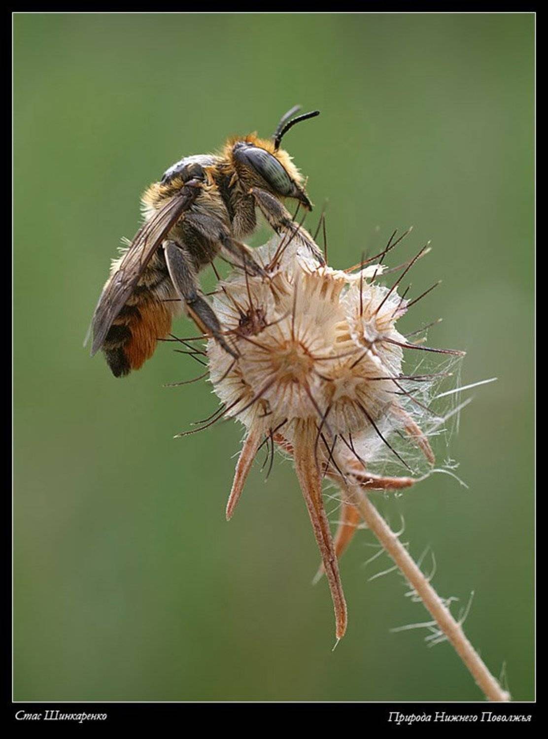 , Стас Шинкаренко