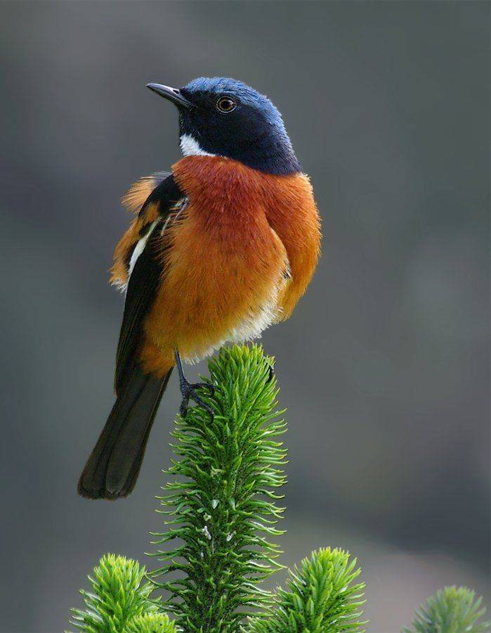 горихвостка белогорлая , phoenicurus schisticeps, птицы, мухоловковые, Sergey Volkov