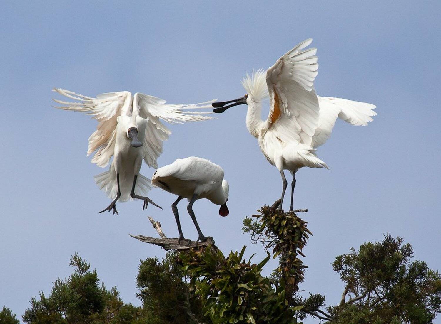 , Надежда Звягина / New Zealand