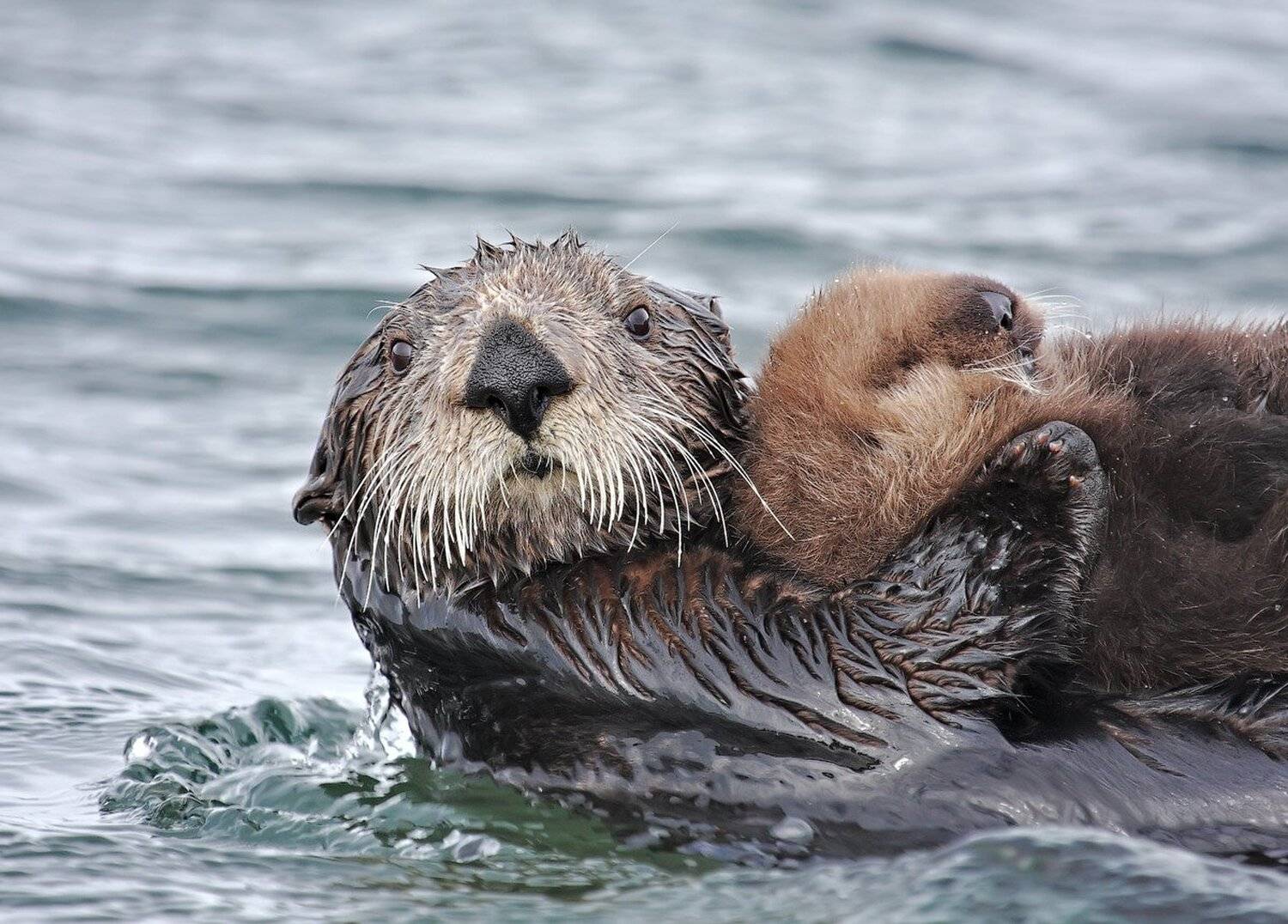 калан, самка, малыш, командоры, остров беринга, Utkin  Dmitriy