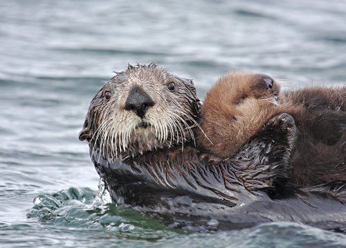 А плаваем мы так...