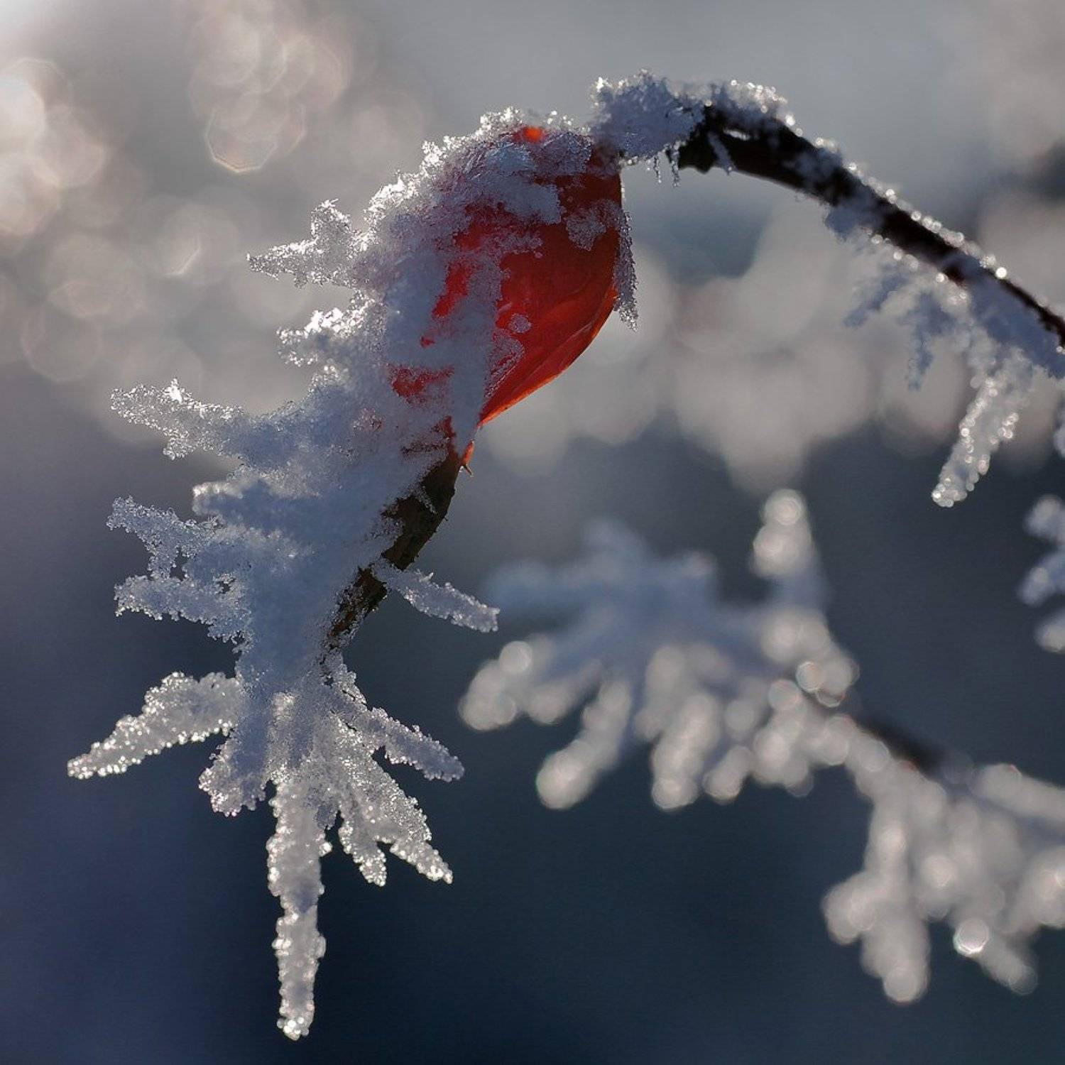 шиповник,иней,зима,ягода, Качурин Алексей