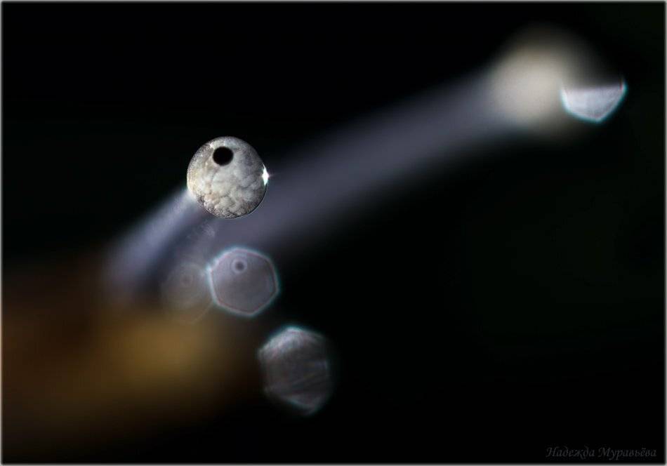 улитка, моллюск, глаз, око, Надежда Муравьёва