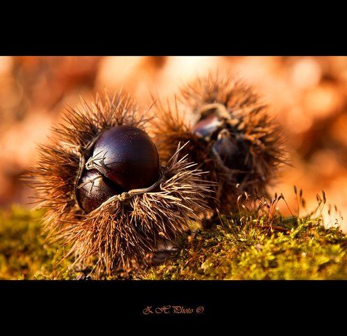 Castanea sativa