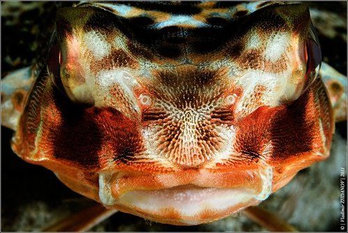 Портрет Рыбы-Петуха