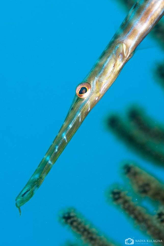 underwater, cayman, Nadya Kulagina