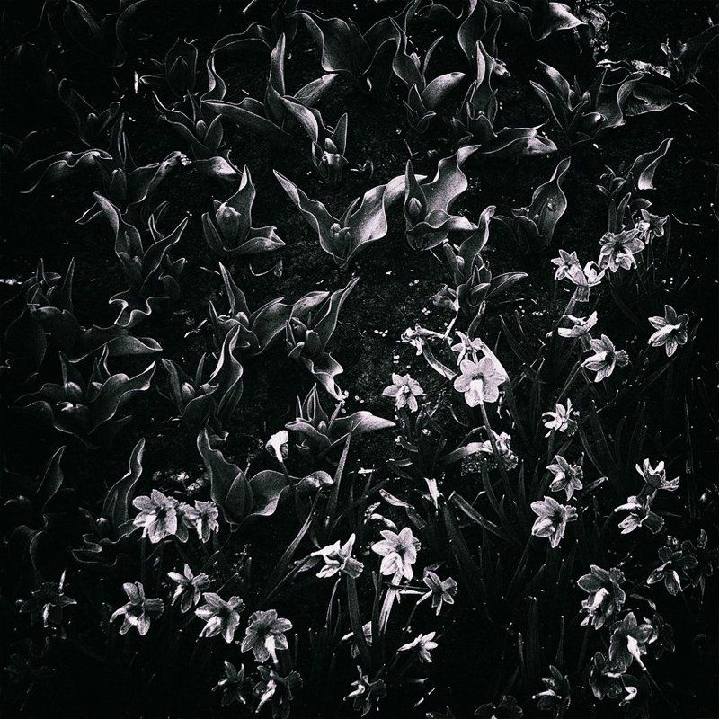 Сражение фото превью