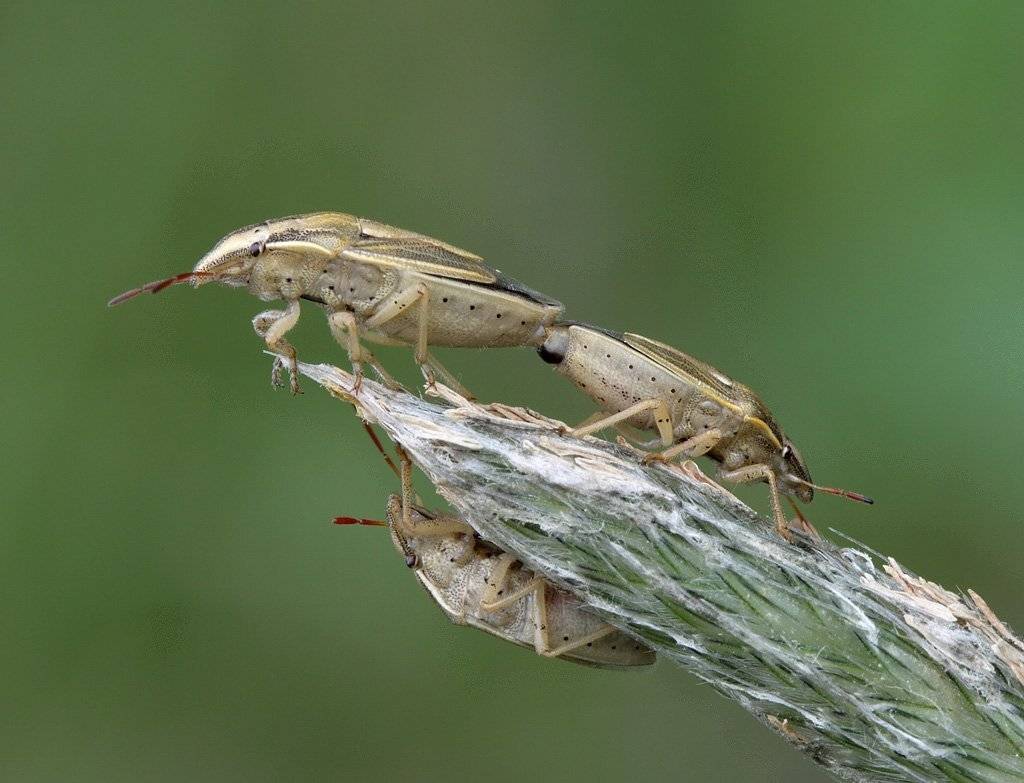 , Сергей Таланов