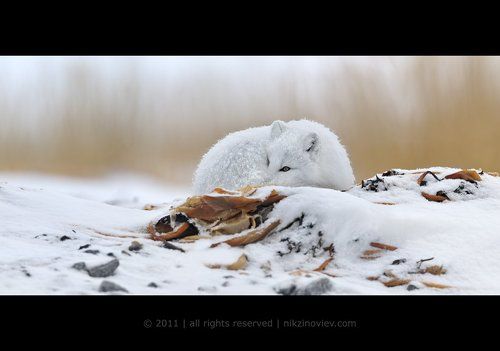 Песец на водорослях