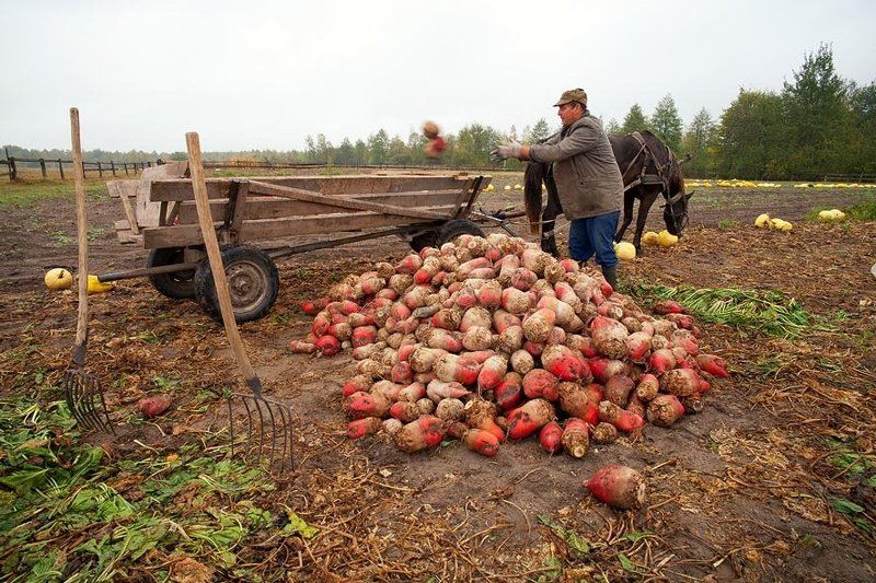 *** фото превью