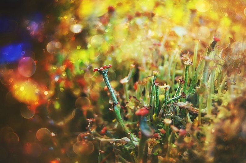 Goblets фото превью