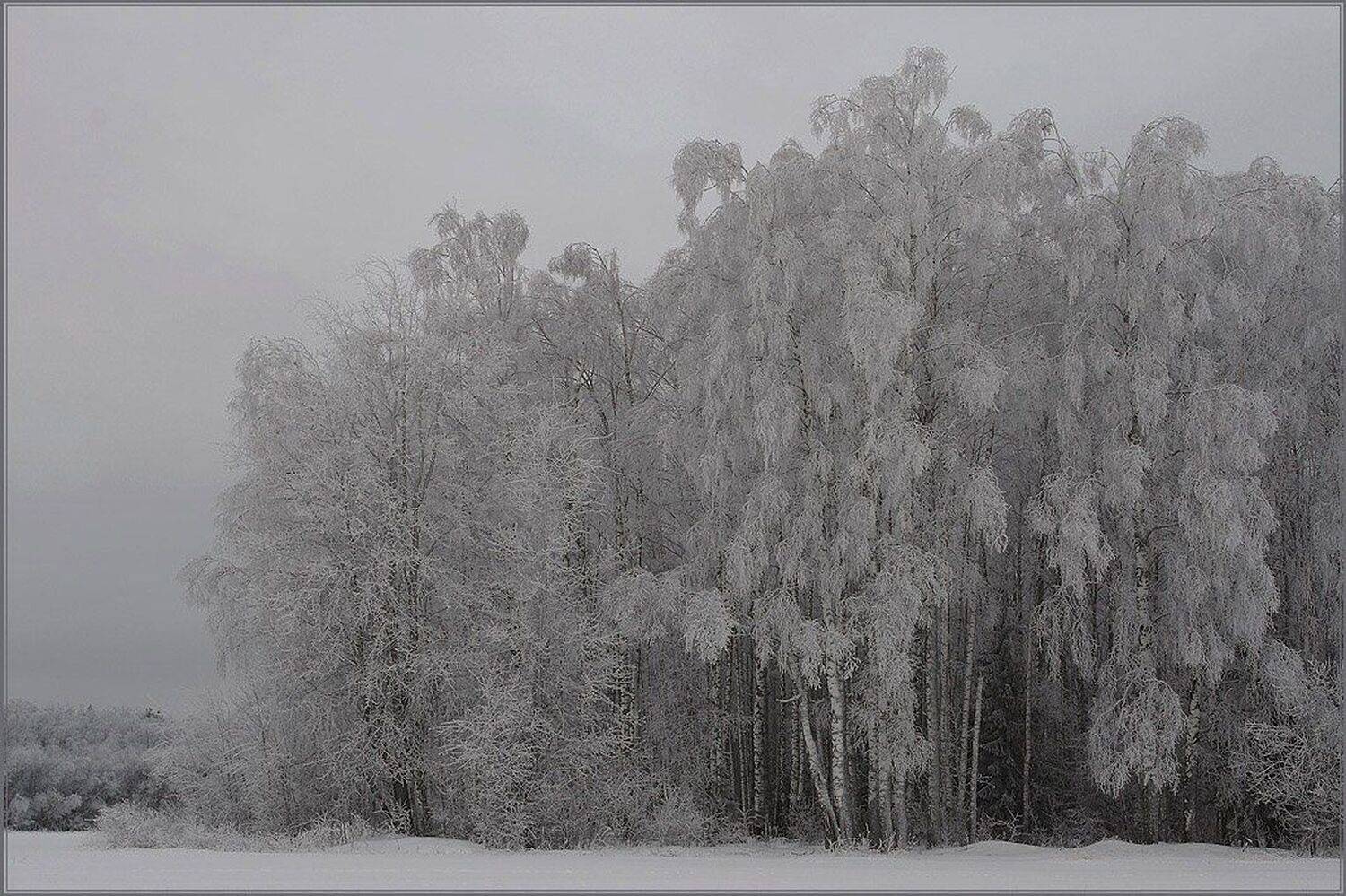 зимний, лес, Alexandr
