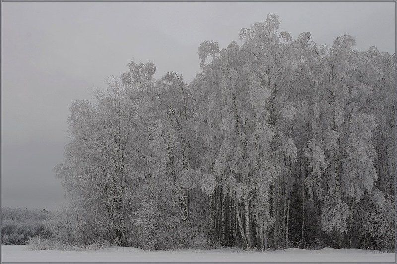 зимний, лес В ожидании весны фото превью