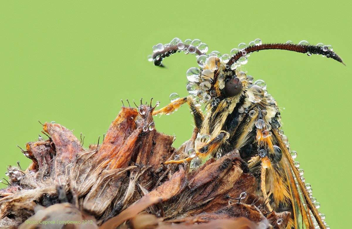 , Сергей Голубенко