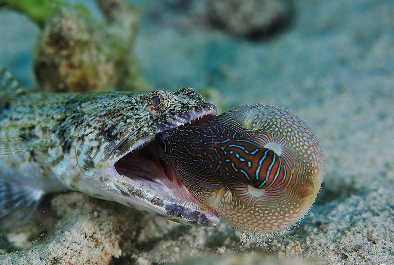 Lizardfish & False eye toby . Hunter. фото превью