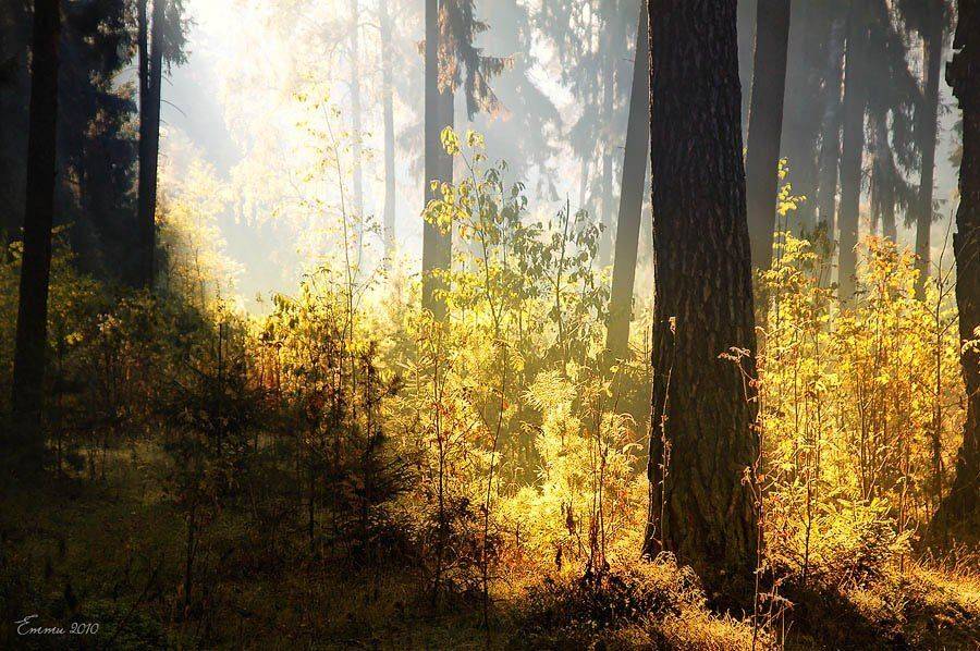 осень, лес, природа, етти