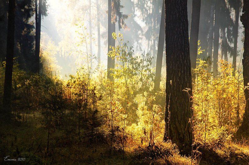 осень, лес, природа Где-то в лесу.. фото превью