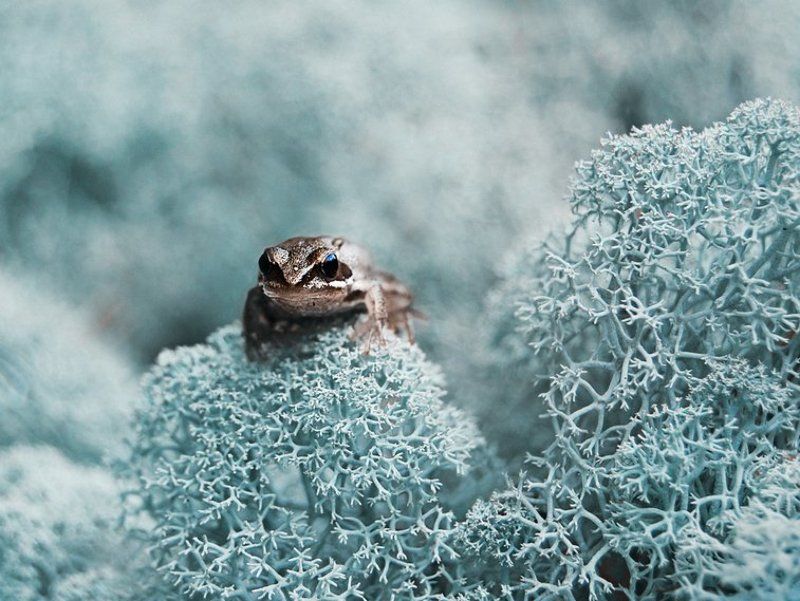 Беломошник фото превью