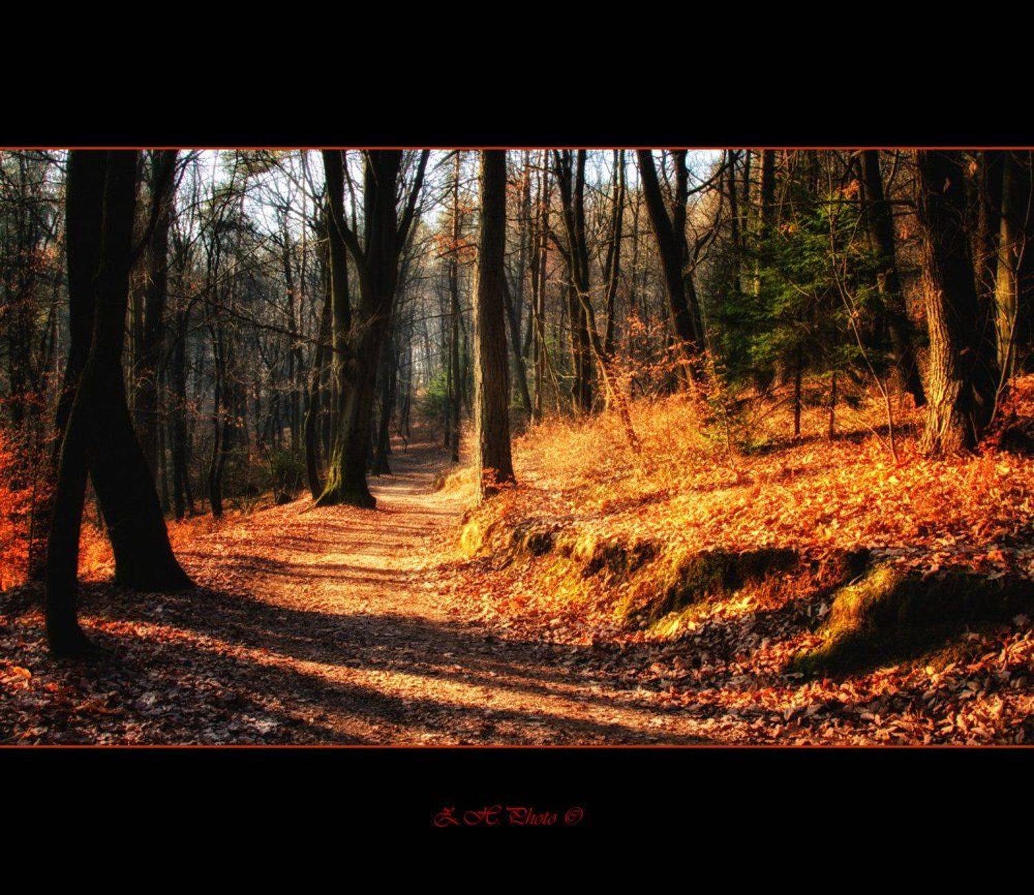 autumn, sunrise, forest, colors, woods, false, Zdravko