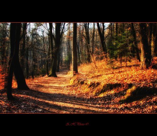 In The Woods