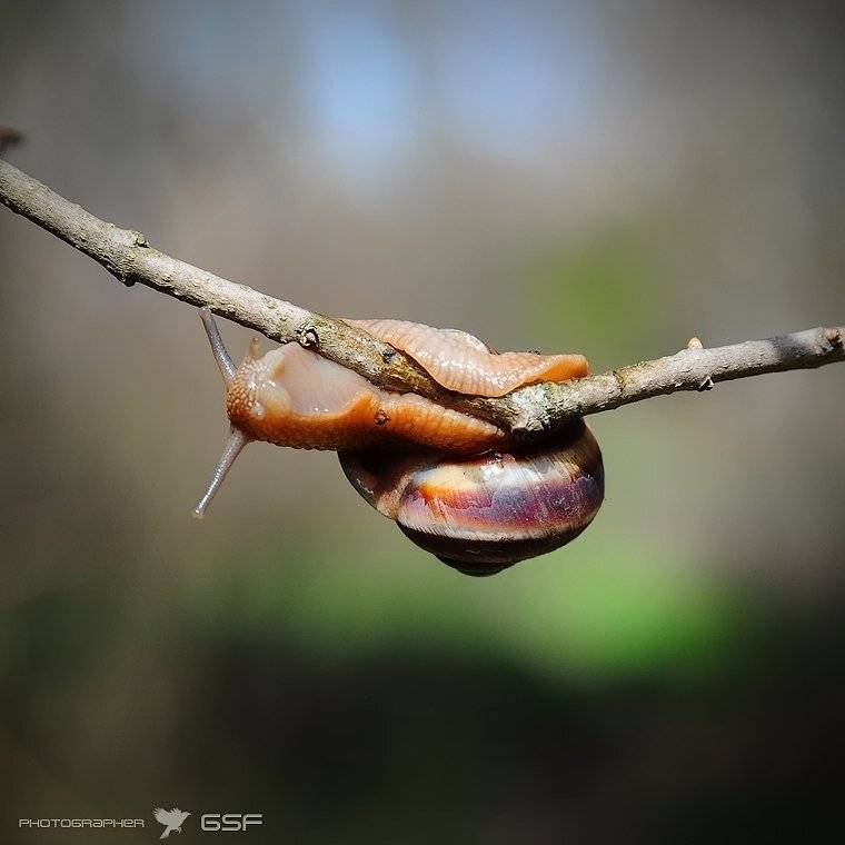 макро, улитка, ветка, Serj Master
