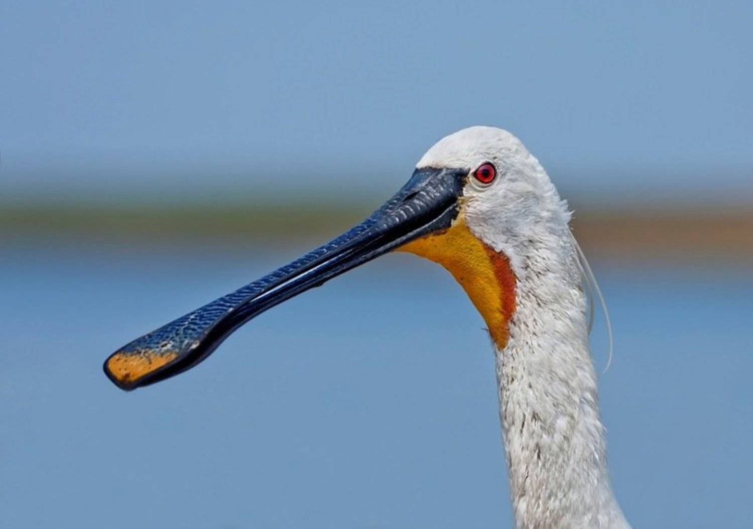 колпица., Александр Гусар