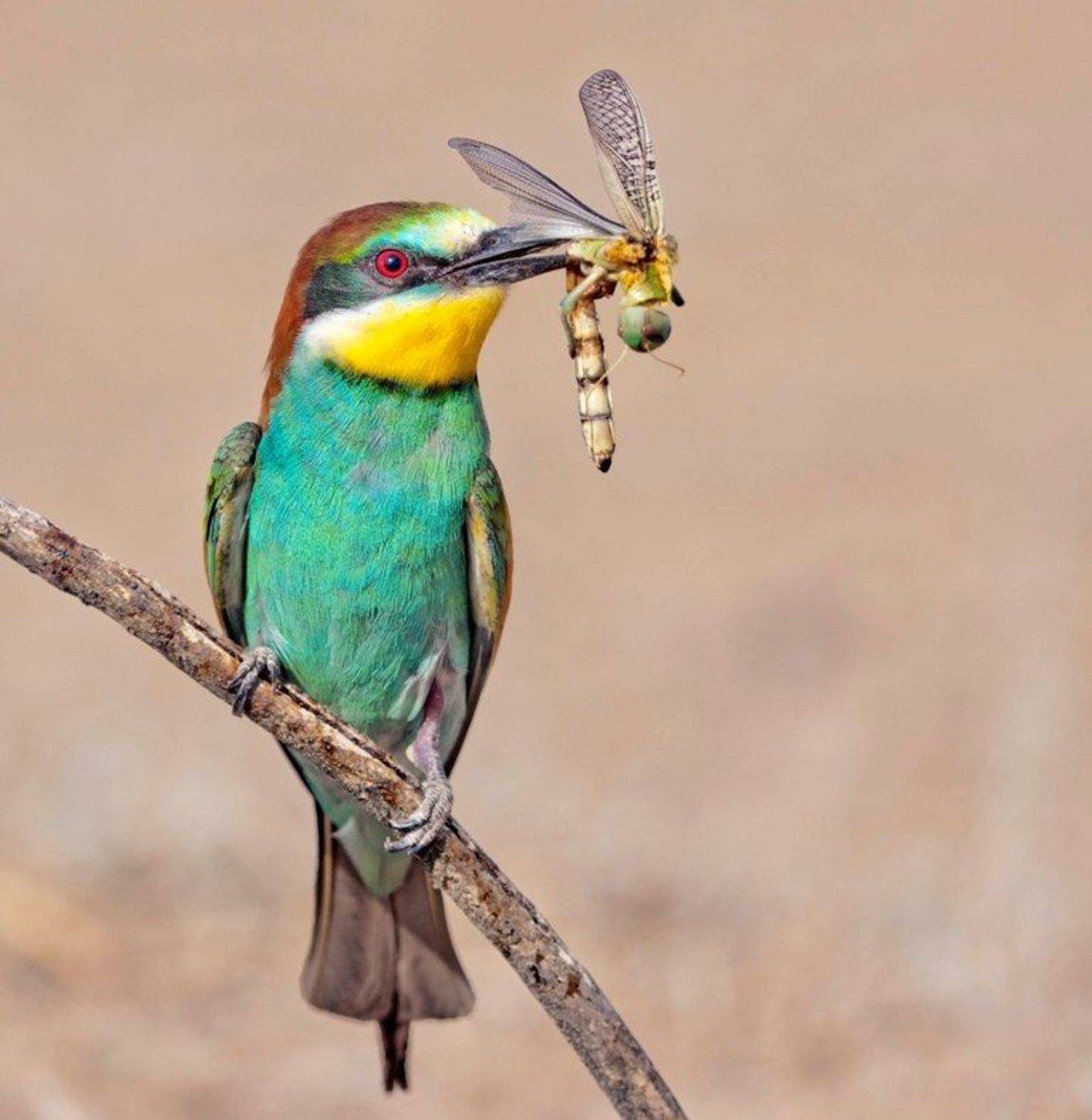 щурка, Александр Гусар