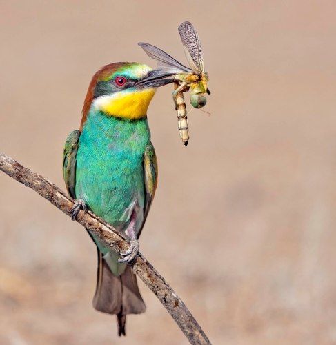 Удачный улов.