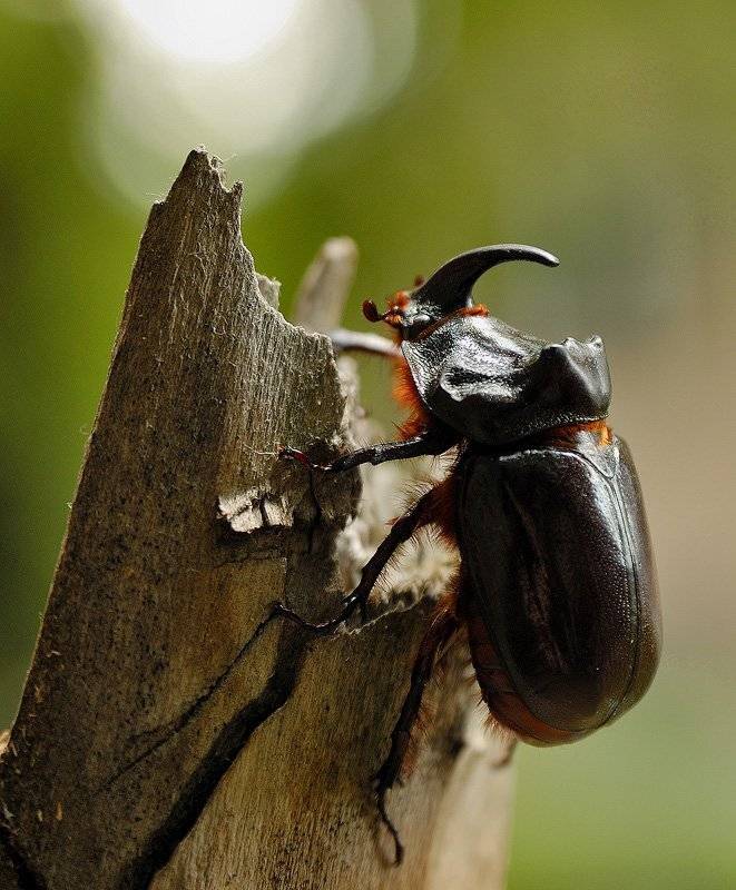 , Александр