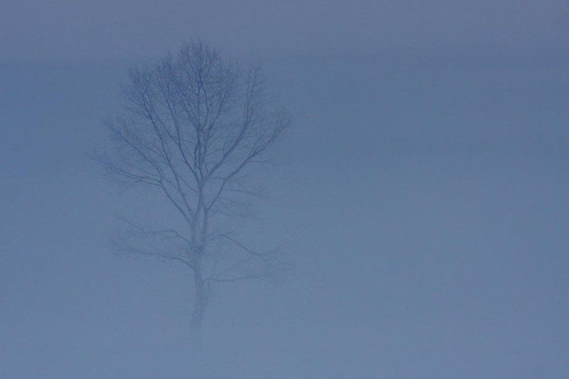 мороз, зима, туман, урожайное, лебединый, лебедь, кликун Утренний бренди фото превью