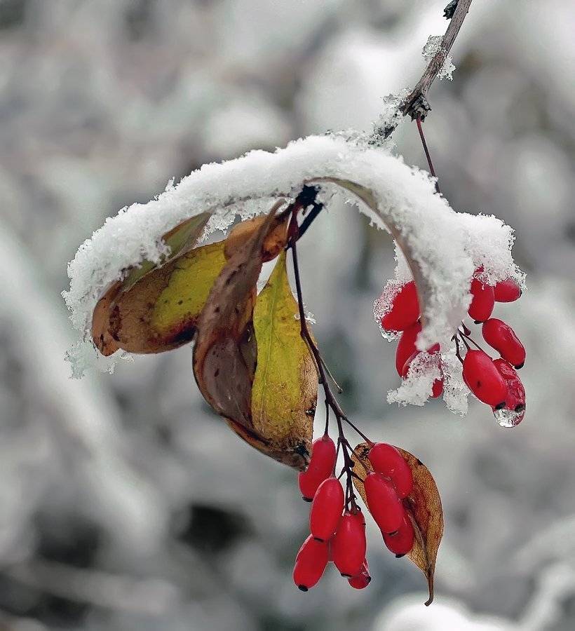 , Uncle_Vova (Владимир Веснин)