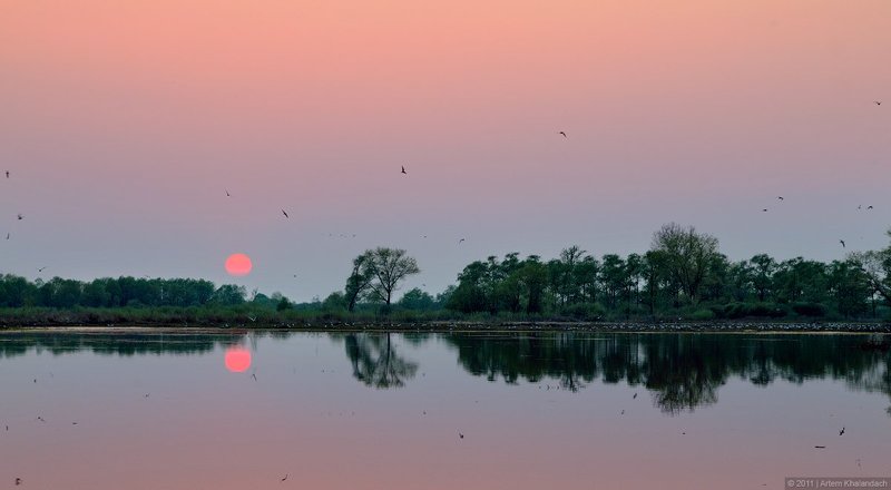 Вечер над колонией озерных чаек фото превью