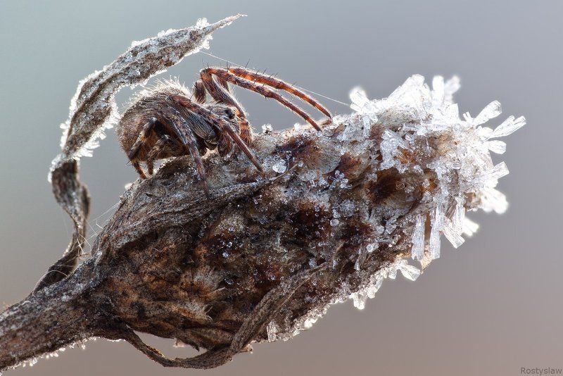 ростислав, макро, 100мм Морозостойкие фото превью