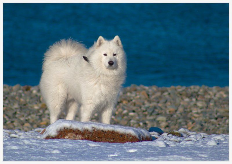 Ice фото превью