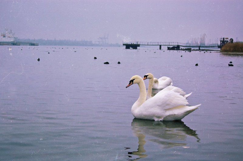 Лебеди в порту фото превью