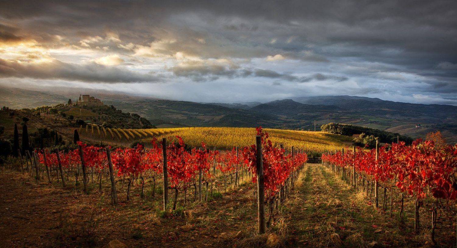 тоскана, пейзаж, виноградник, Centurion
