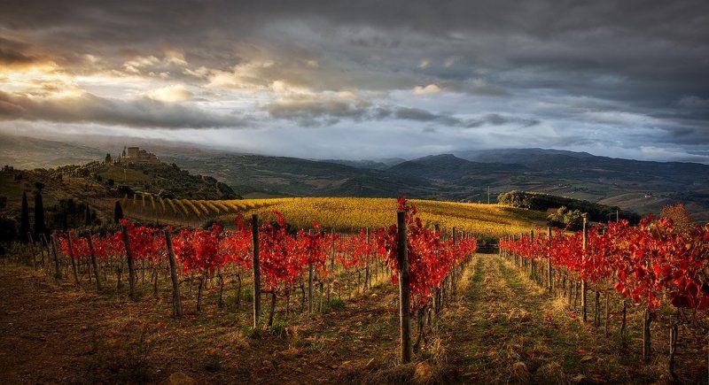 тоскана, пейзаж, виноградник Сокровища Тосканы фото превью