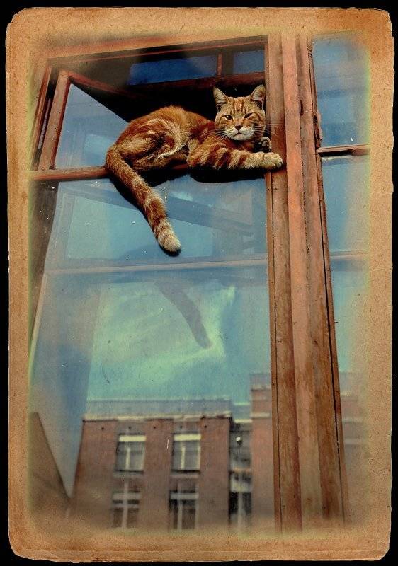 рыжий кот, кронштадт, Леонид